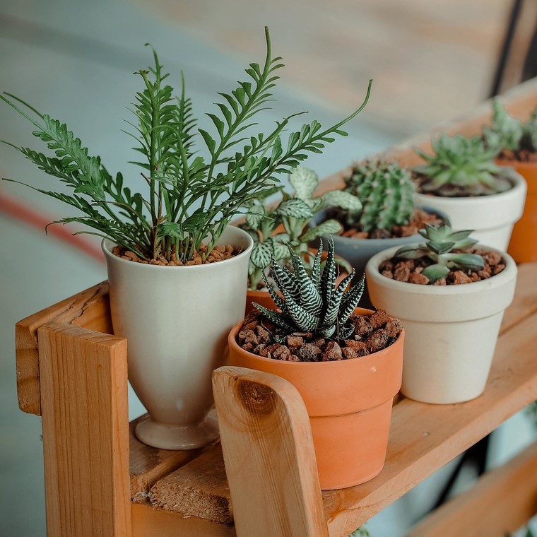 8 φυτά που ανανεώνουν την ατμόσφαιρα του σπιτιού σου