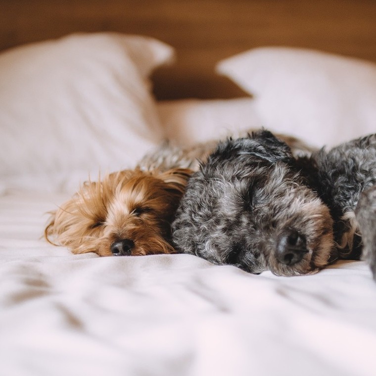 Ο σκύλος σου σε βοηθάει να κοιμάσαι καλύτερα!