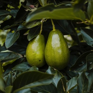 Πώς να βοηθήσεις ένα δέντρο avocado ν' αναπτυχθεί στον κήπο σου