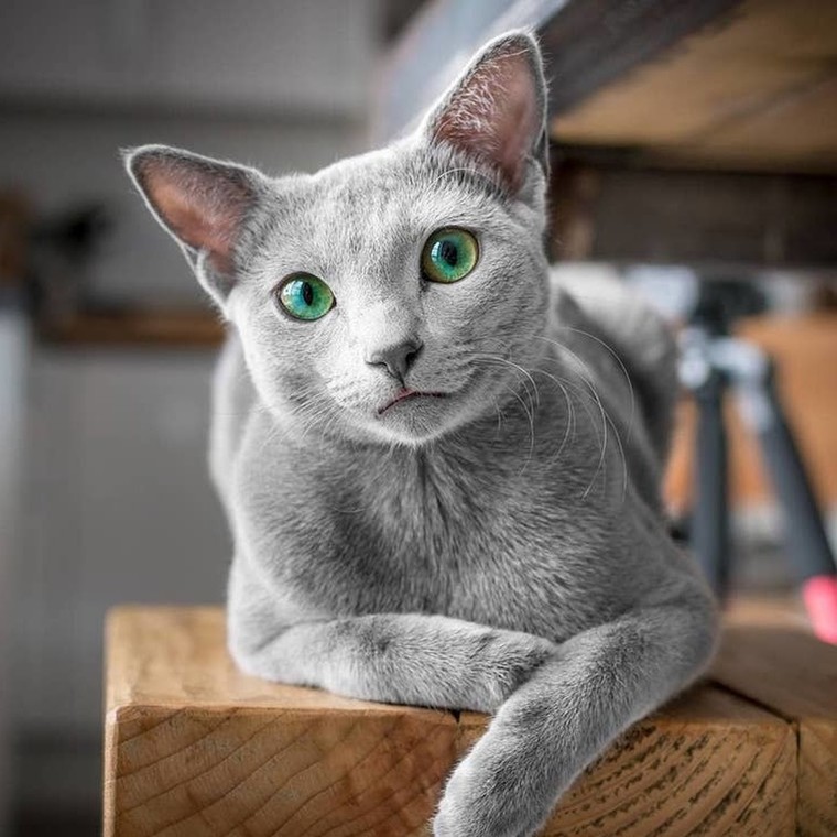 Οι γάτες με τα πιο όμορφα πράσινα μάτια έχουν to δικό τους Instagram account