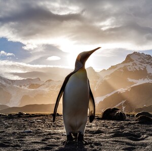Πιγκουίνοι σε μέγεθος ανθρώπου