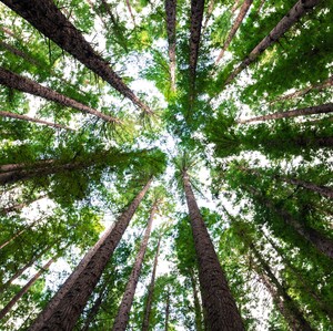 50 εκατομμύρια δέντρα φυτεύονται για να σώσουμε τον πλανήτη