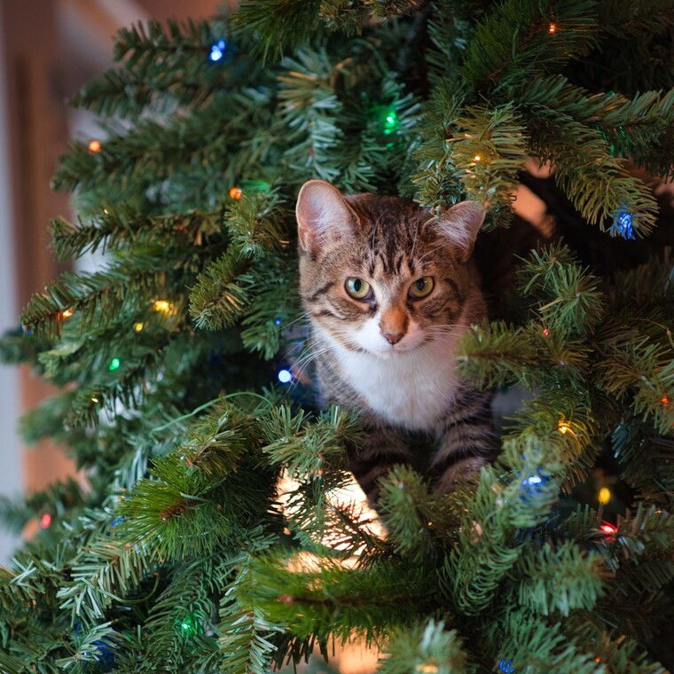 Με αυτά τα tips θα κρατήσεις τη γάτα σου μακριά από το χριστουγεννιάτικο δέντρο σου