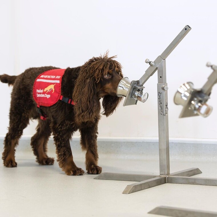 Οι επιστήμονες εκπαιδεύουν σκύλους για να εντοπίζουν τον κορονοϊό σε αεροδρόμια